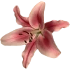 🌺