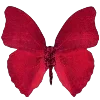 🦋