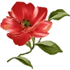 🌺