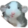 🐭