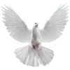 🕊️