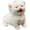 🐈