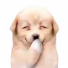 doggies — Telegram emoji pack