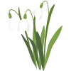 🌷