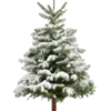 🎄