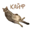 😎