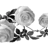 🌹