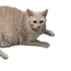 🐈
