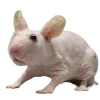🐁