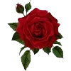 🥀