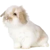 🐰