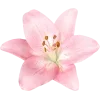 🌷