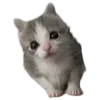 🐈