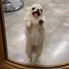 🤩