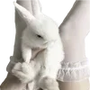 🐰