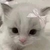 🤍