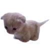 🐈