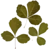 🌿