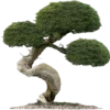 🌳