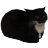 🐈‍⬛