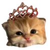 🐈