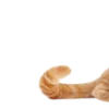 🐱