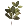 🌿