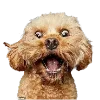 🐶