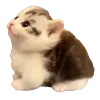 🐈