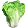 🌱