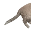 🐈
