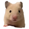 🐹