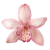 🌺