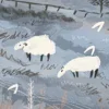 🐑