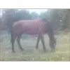🐴