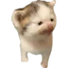 🐈