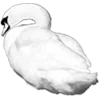 🦢