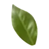 🍃