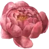 🌺