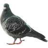 🐦‍⬛