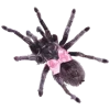 🕷️