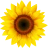 🌻