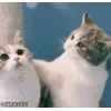 😽