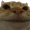 😺