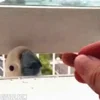 🦜