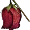 🥀