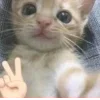✌