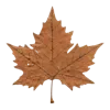 🍁