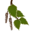 🌿
