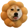 🐶
